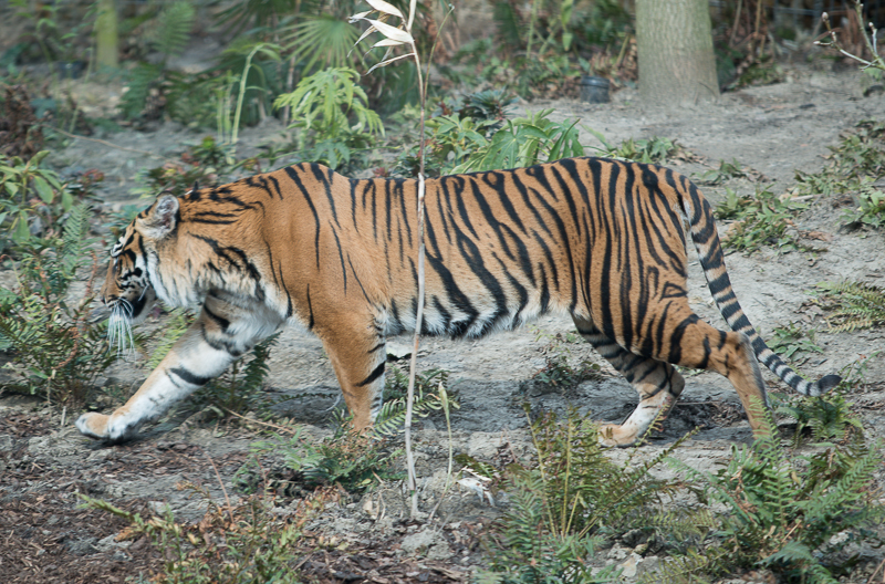 London Zoo Photos