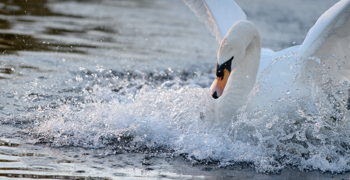 Splash Landing - Swan in Bushy Park