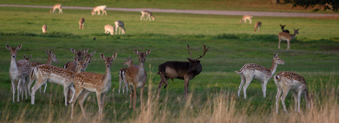 Molesey Life - Home Park walk