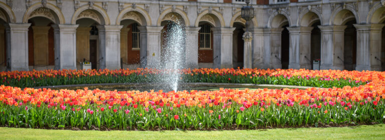 Hampton Court Palace Tulip Festival 2021